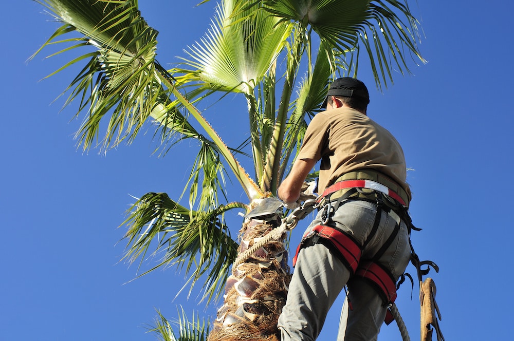 Tree Trimming Top Rated Service