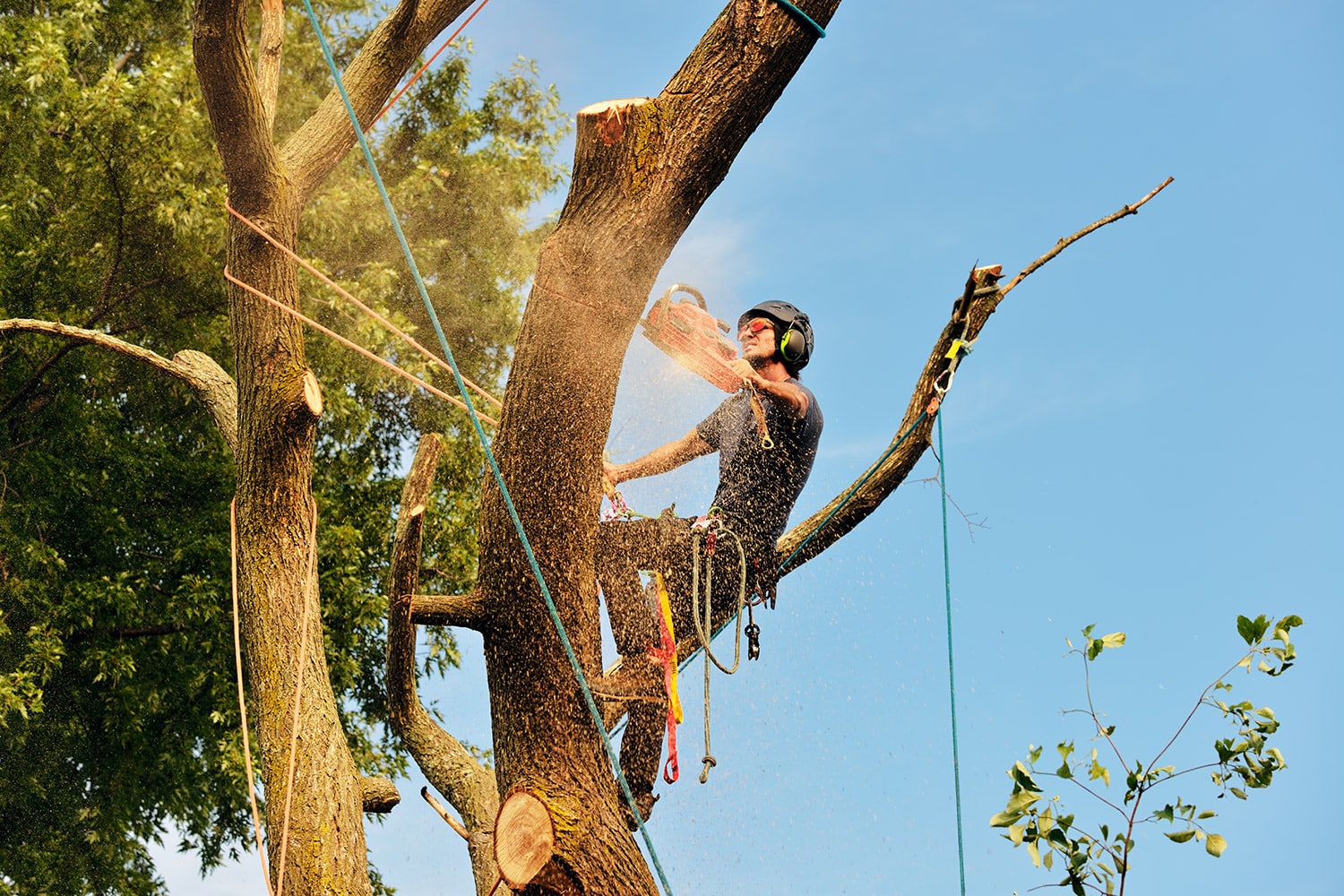 Tree Arborists Near Me - Tree of Righteousness