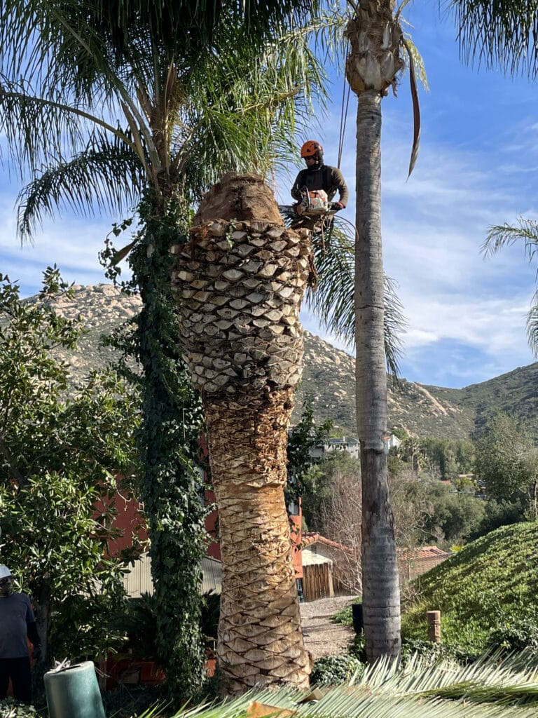 Trimming Palm Tree