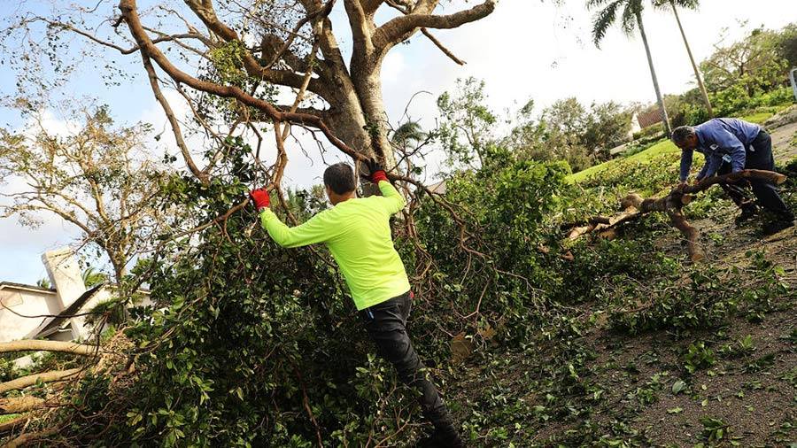 Brushes RemovalArborist Near Me Tree Consultation