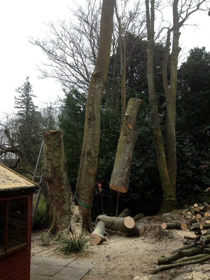 Removal of Tree