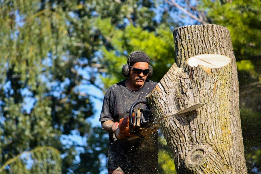 Professional Arborists