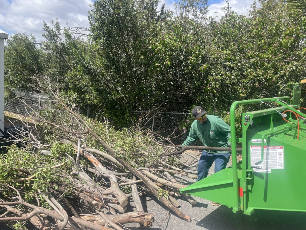 Tree Removing Services