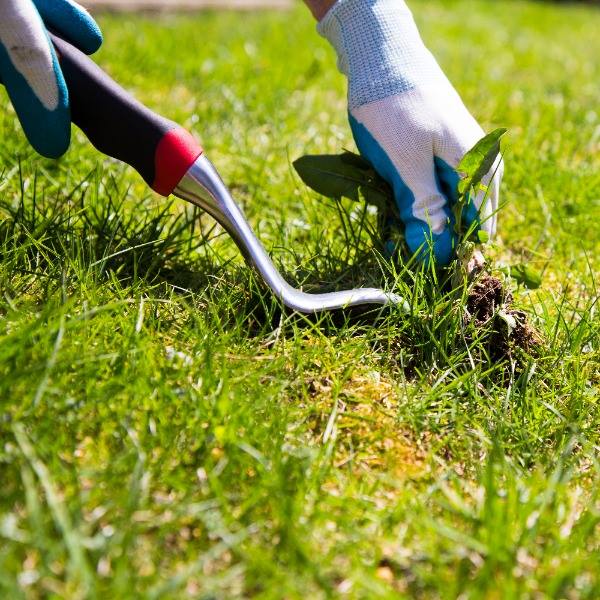 Weed Clearing Services